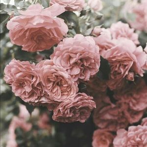 Meet your Posher, Cloverâï¸